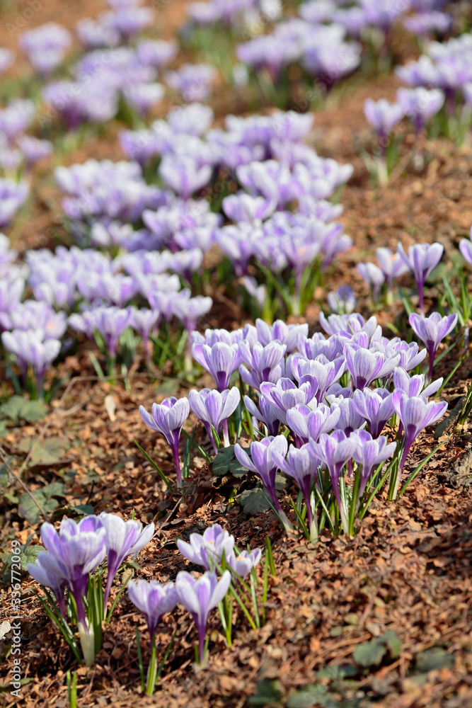 Group of lilac crocuses in the sun Group of lilac crocuses in the sun