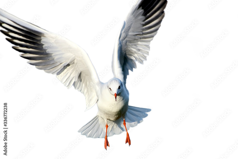 Obraz premium Seagull on white background.