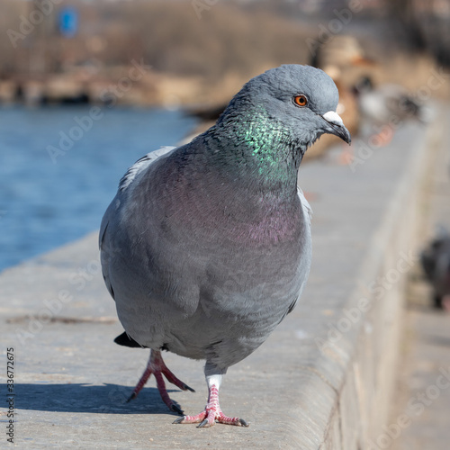 pigeon on a iver embankment
