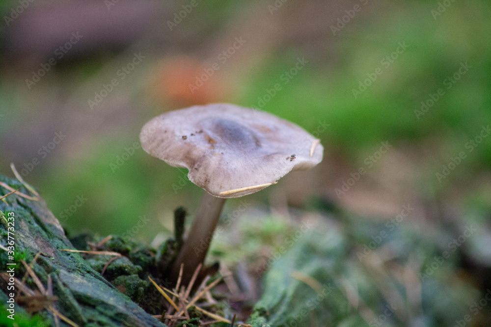 Fototapeta premium mushroom in the forest