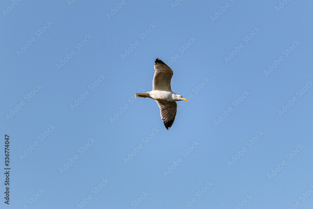 Obraz premium seagull in flight