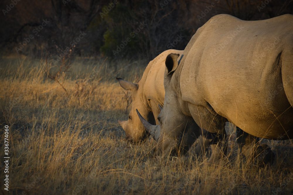 Fototapeta premium Bush