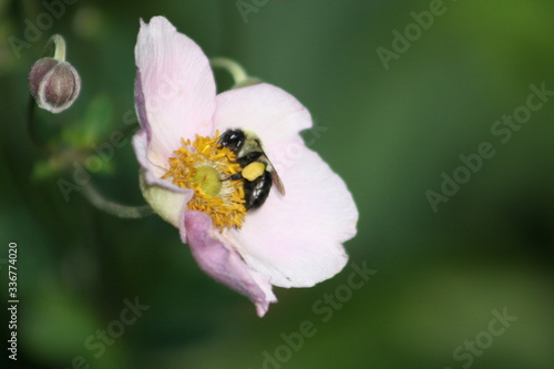 bee in flower II