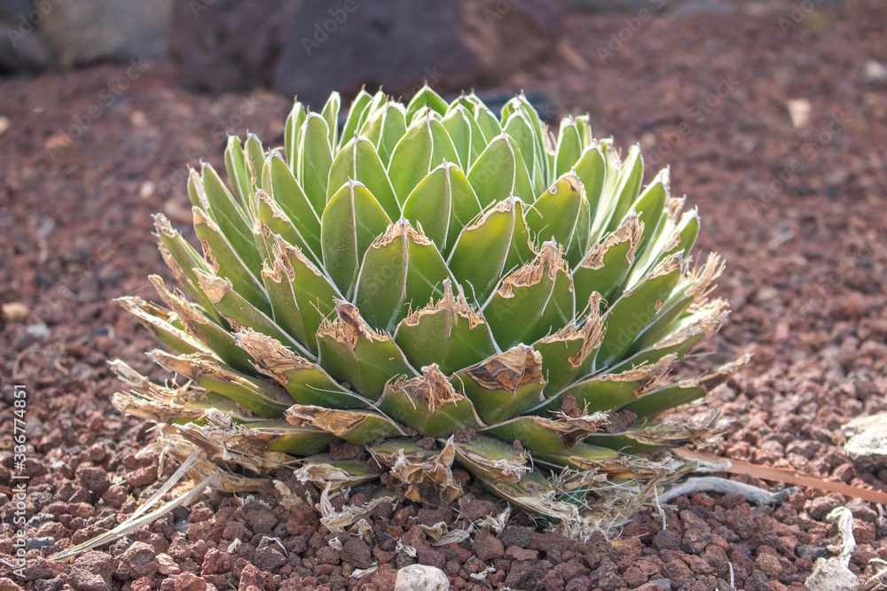 Agave victoriae-reginae (in german Royal Agave or Queen Victoria Agave) Agave victoriae-reginae (in german Royal Agave or Queen Victoria Agave)