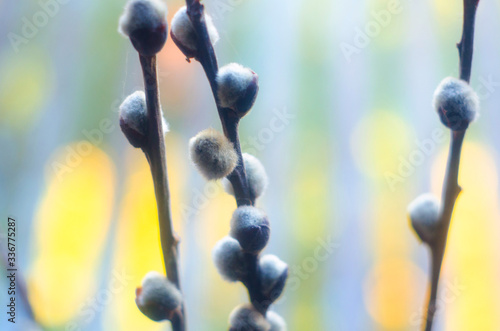 Fotografie, Obraz pussy-willow twigs on colorful background, willow branches, spring, willow twig