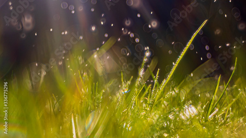 Krople wody opadające na trawę