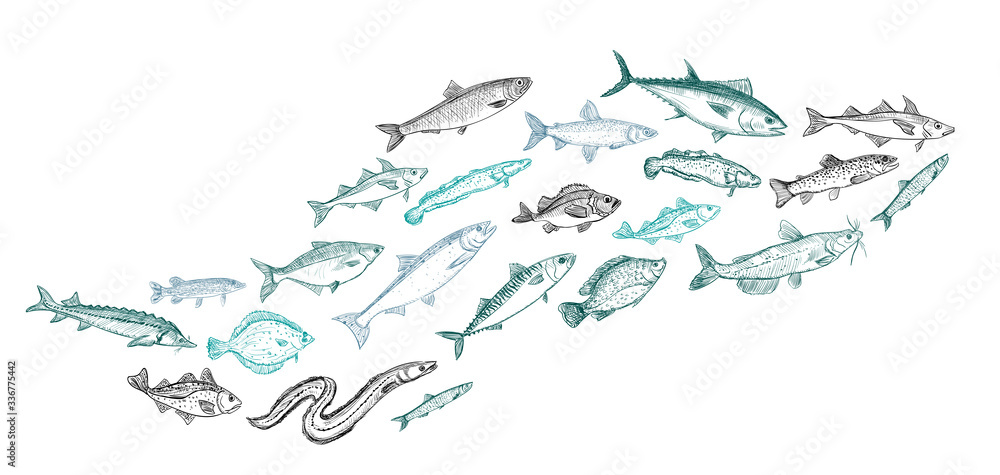 Fototapeta Schooling fish graphic illustration
