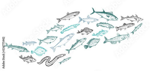 Schooling fish graphic illustration