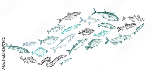 Fototapeta Schooling fish graphic illustration
