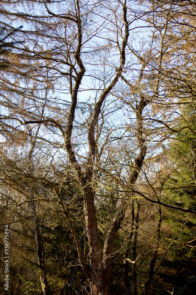 View of a multi-stemmed large oak in the Sababurg primeval forest View of a multi-stemmed large oak in the Sababurg primeval forest