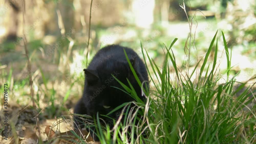 black cat sitting in the grass among the trees. closeup black cat sitting in the grass among the trees. closeup