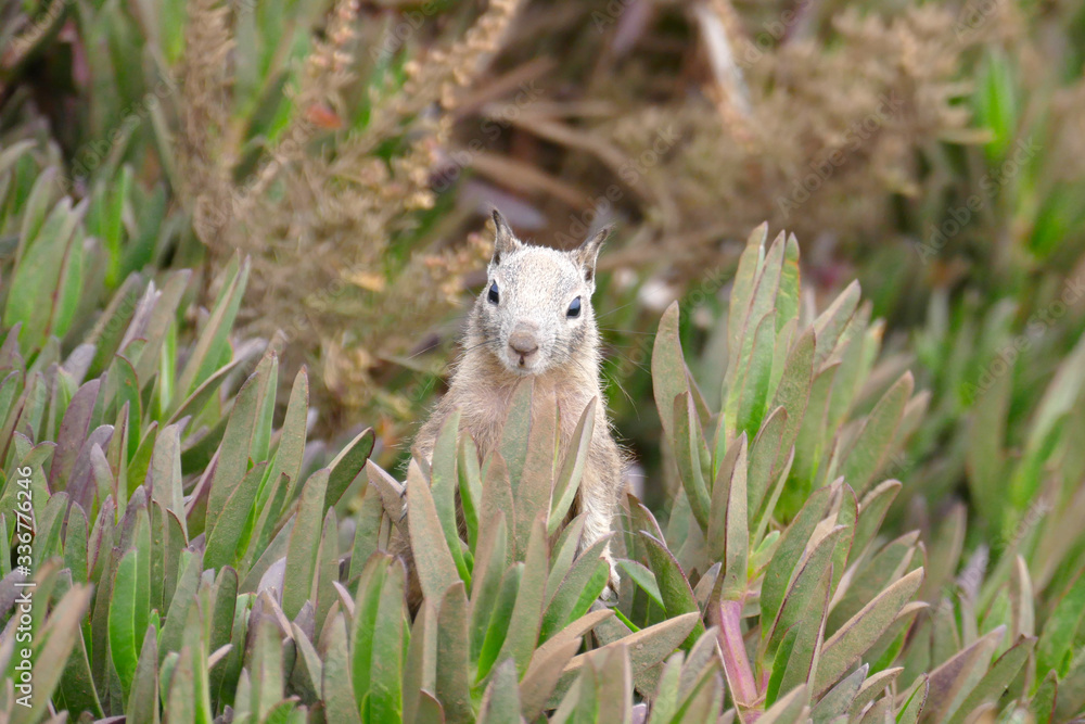 Fototapeta premium Eichhörnchen