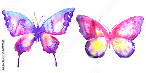 beautiful butterfly watercolor  isolated on a white