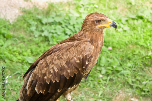 Predatory birds trained for hunting.