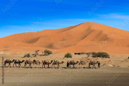 Kamelkarawane in Erg Chebbi  Marokko