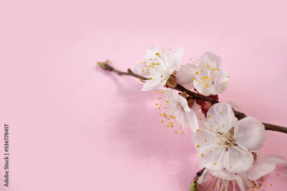 Spring cherry blossoms in full bloom weighty pink background