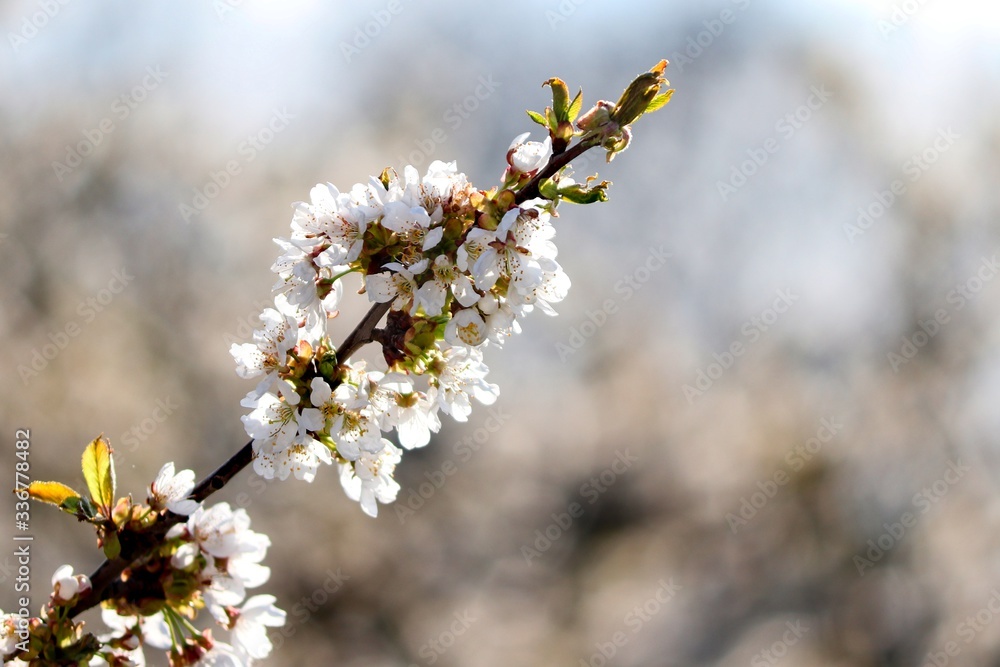 Kirschbaum mit weißen Blüten