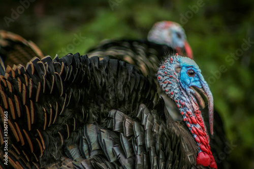 Vividly Colorful Wild Oregon Turkeys 