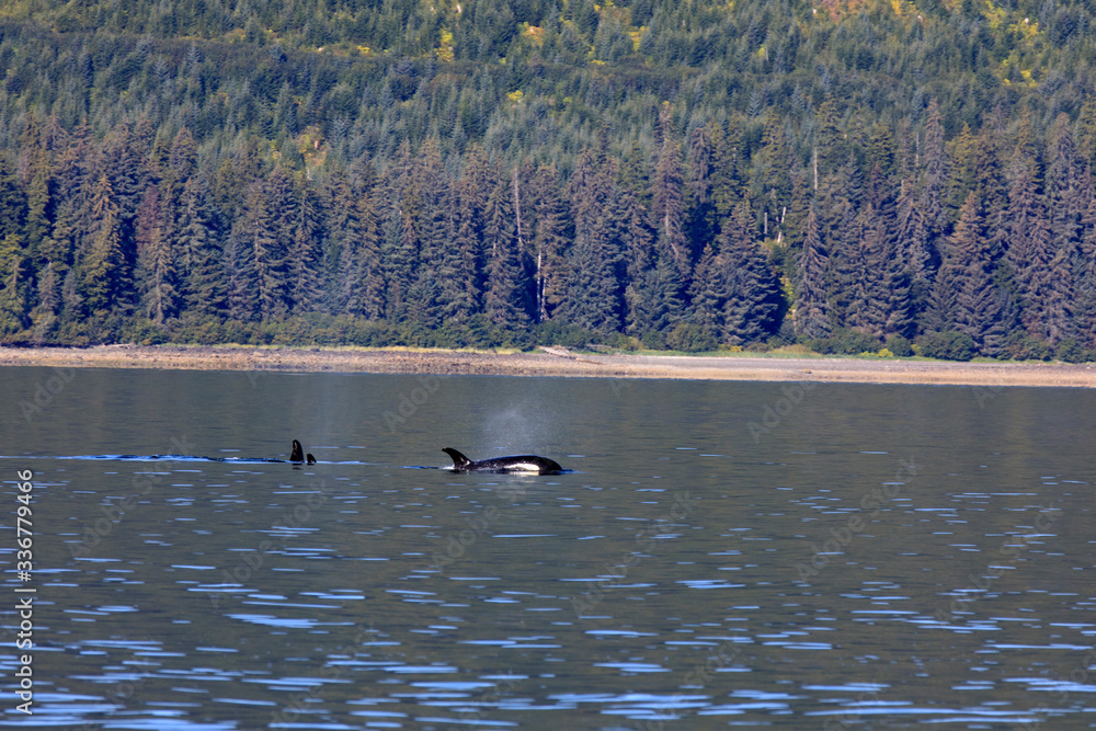 Strait Point, Alaska / USA - August 13, 2019: Orca at Strait Point, Strait Point, Alaska, USA Strait Point, Alaska / USA - August 13, 2019: Orca at Strait Point, Strait Point, Alaska, USA