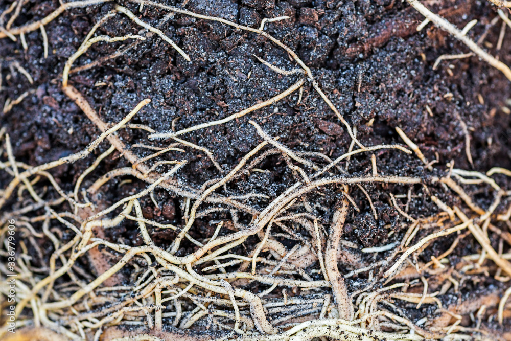 Soil and root structure, network of roots under soil, plant root. The root of the plant is in the soil Soil and root structure, network of roots under soil, plant root. The root of the plant is in the soil