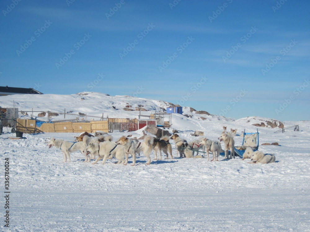 Sledge dogs wainting in snowy landscape, Greenland Sledge dogs wainting in snowy landscape, Greenland