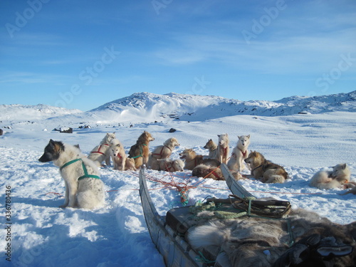 Sledge dogs resting in snow, Greenland
