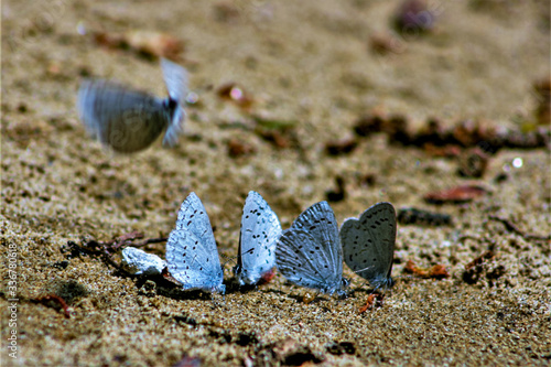 Five Pretty Blue Butterflies Together