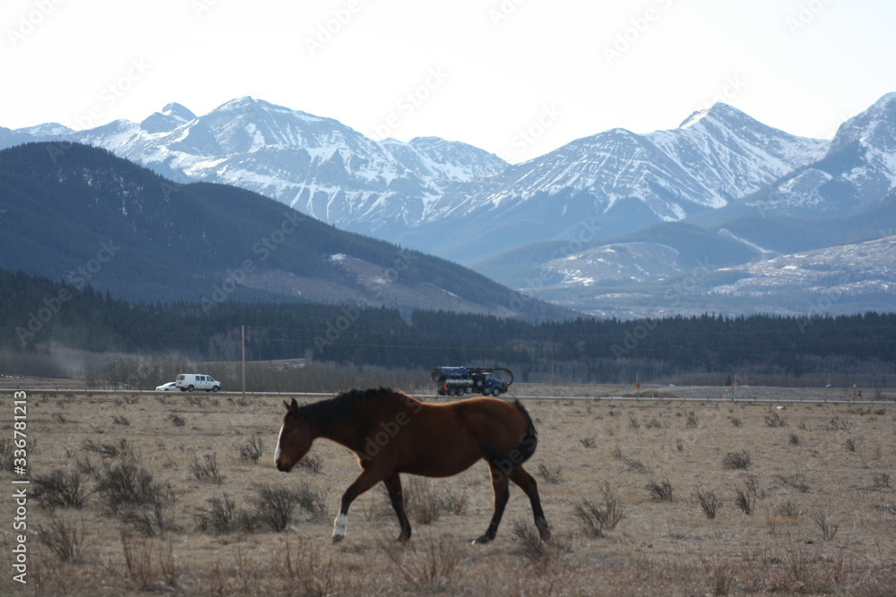 Obraz premium Majestic Horse and Mountains