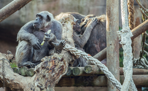 Close up Chimpanzee eating banana sitting on tree. Black adult eating in group photo