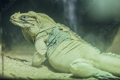 Endangered green reptile in Zoo