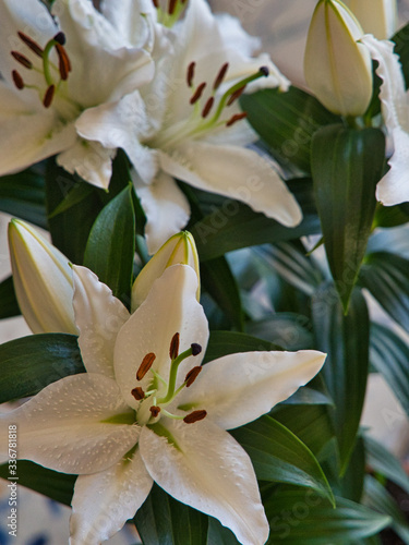 Fototapeta Naklejka Na Ścianę i Meble -  Nahaufnahme, close up, Blüte einer weißen Lilie, Magnoliopsida, Lilium