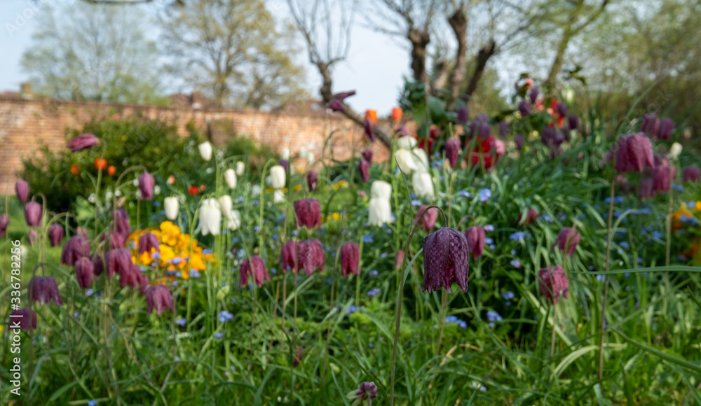 Fototapeta premium Snake's head fritillary flowers growing wild in the grass, photographed at Eastcote House Gardens, London Borough of Hillingdon, UK in spring.