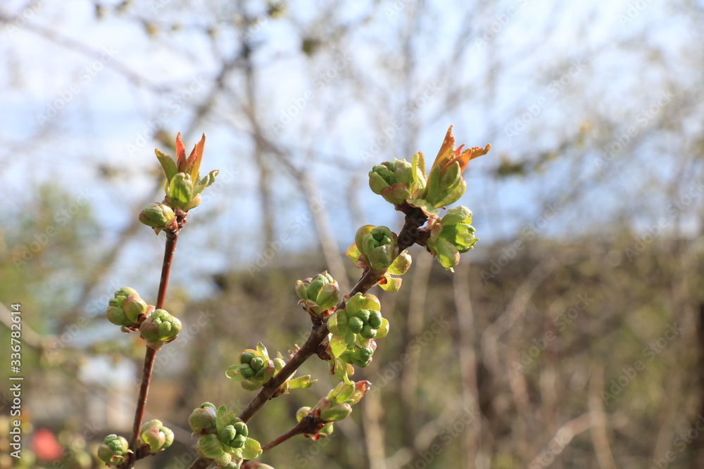 Young sprouts of currants in the garden, the birth of a new life. The concept of spring. Blackcurrant leaves at sunrise, selective focus Young sprouts of currants in the garden, the birth of a new life. The concept of spring. Blackcurrant leaves at sunrise, selective focus