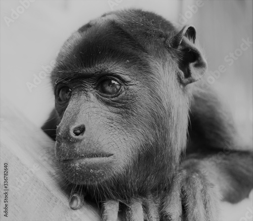 retrato de mono aullador del Amazonas en refugio, Perú