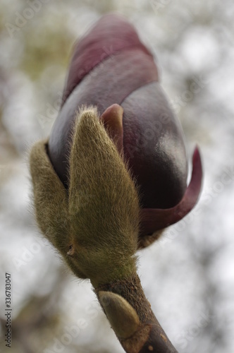 Magnolia x soulangeana bud with purple petals and chalice in shades of green with hairs on a blurred background