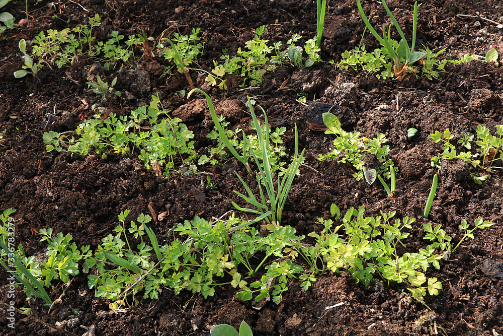 Fresh parsley in the natural environment in the garden at the garden. The concept of gardening and farming. Growing healthy herbs in the country. Natural spring background. Fresh parsley in the natural environment in the garden at the garden. The concept of gardening and farming. Growing healthy herbs in the country. Natural spring background.