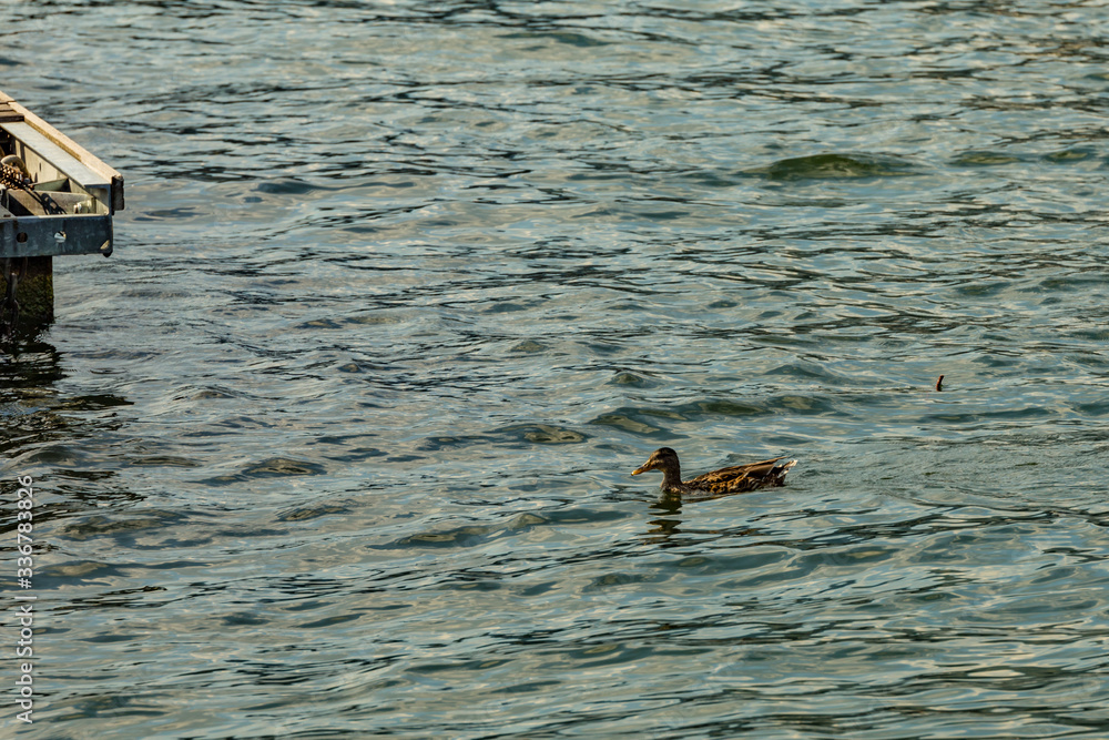 Obraz premium Como, ITALY - August 4, 2019: Variegated duck swimming along the shore of Lake Como in the center of beautiful Italian Como city. Warm sunny summer day in very popular holiday destination