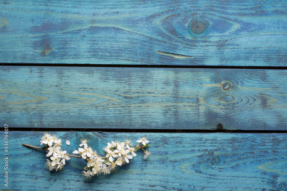 Horizontal plum tree twig with white blossom on blue wooden background Horizontal plum tree twig with white blossom on blue wooden background