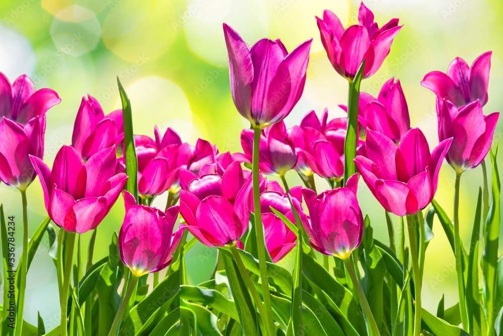 Fototapeta premium Spring purple tulips on a blurred spring background, close-up