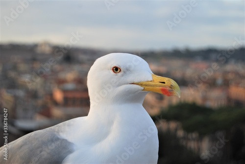 gaviota en la ciudad
