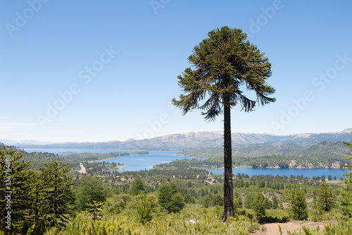 The huge Araucaria tree photo