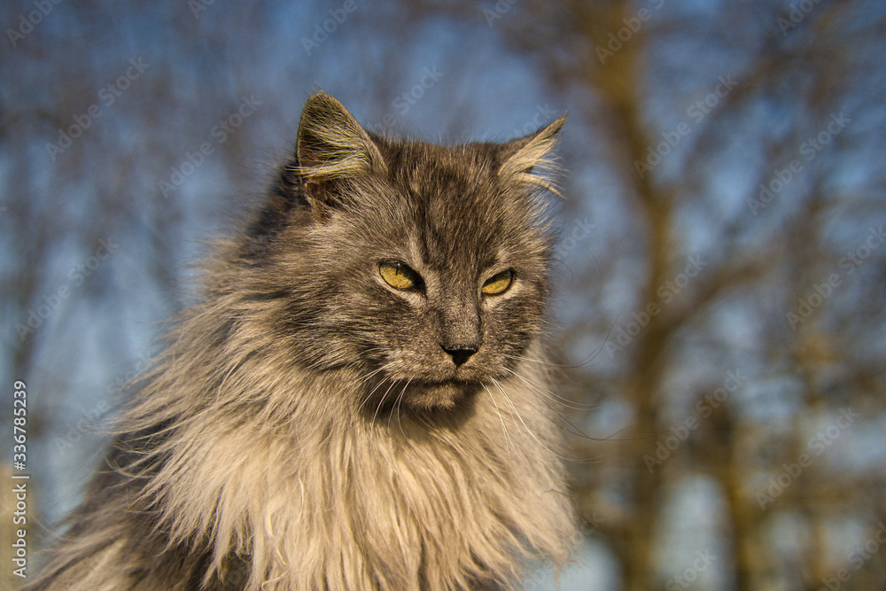Türkische Angora Katze mit grauem Langhaarfell und grünen Augen im Garten Stock Photo Adobe Stock
