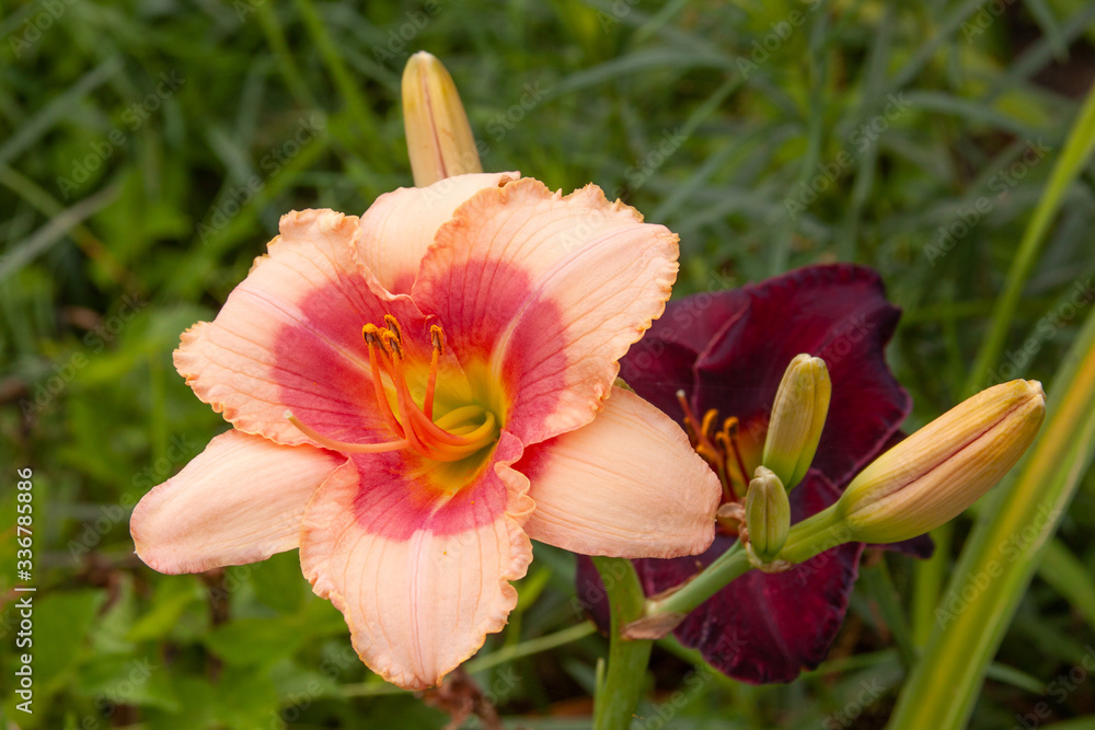 peach burgundy lily peach burgundy lily