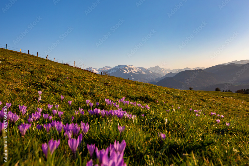 Allgäu - Krokusse - Berge - Oberstdorf - Panorama