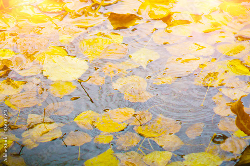 Yellow autumn leaves float in the water. Beautiful natural background.
