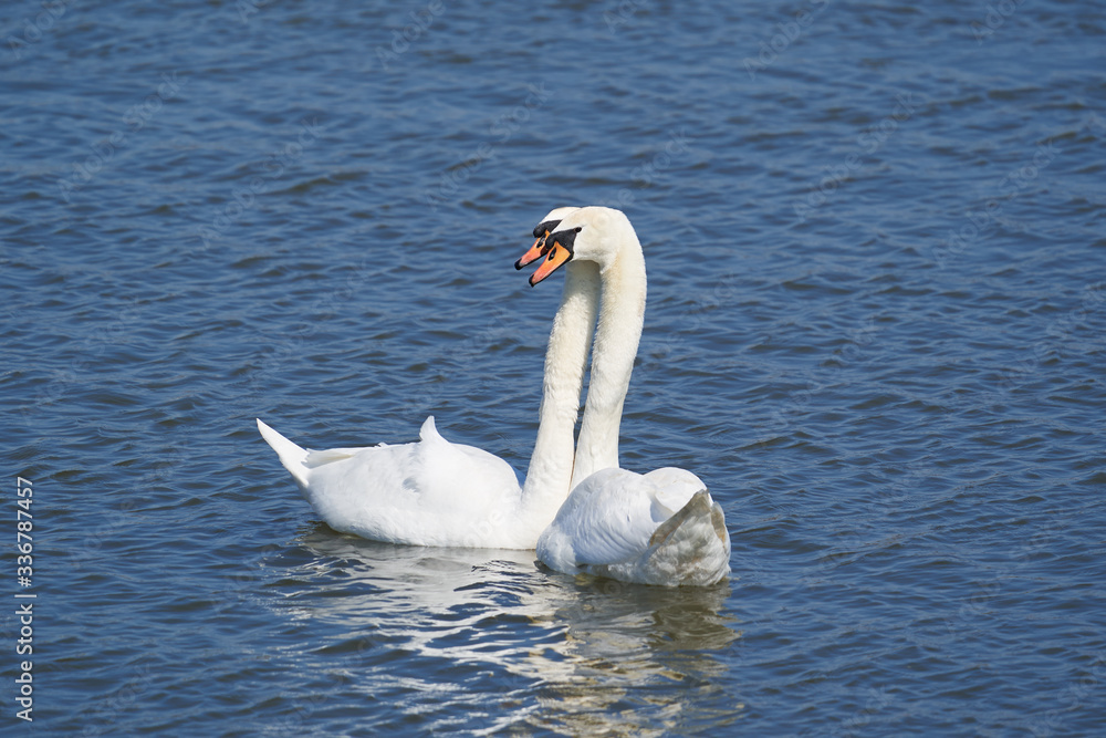 Beautiful Picture of two white swans in love swiming on the lake in the spring sunny day before nesting. White swan is symbol of peace, love and fidelity. Example of european nature in Czech republic.