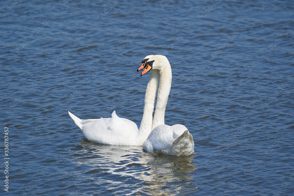 Beautiful Picture of two white swans in love swiming on the lake in the spring sunny day before nesting. White swan is symbol of peace, love and fidelity. Example of european nature in Czech republic. Beautiful Picture of two white swans in love swiming on the lake in the spring sunny day before nesting. White swan is symbol of peace, love and fidelity. Example of european nature in Czech republic.