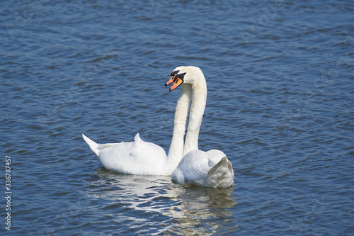 Beautiful Picture of two white swans in love swiming on the lake in the spring sunny day before nesting. White swan is symbol of peace  love and fidelity. Example of european nature in Czech republic.