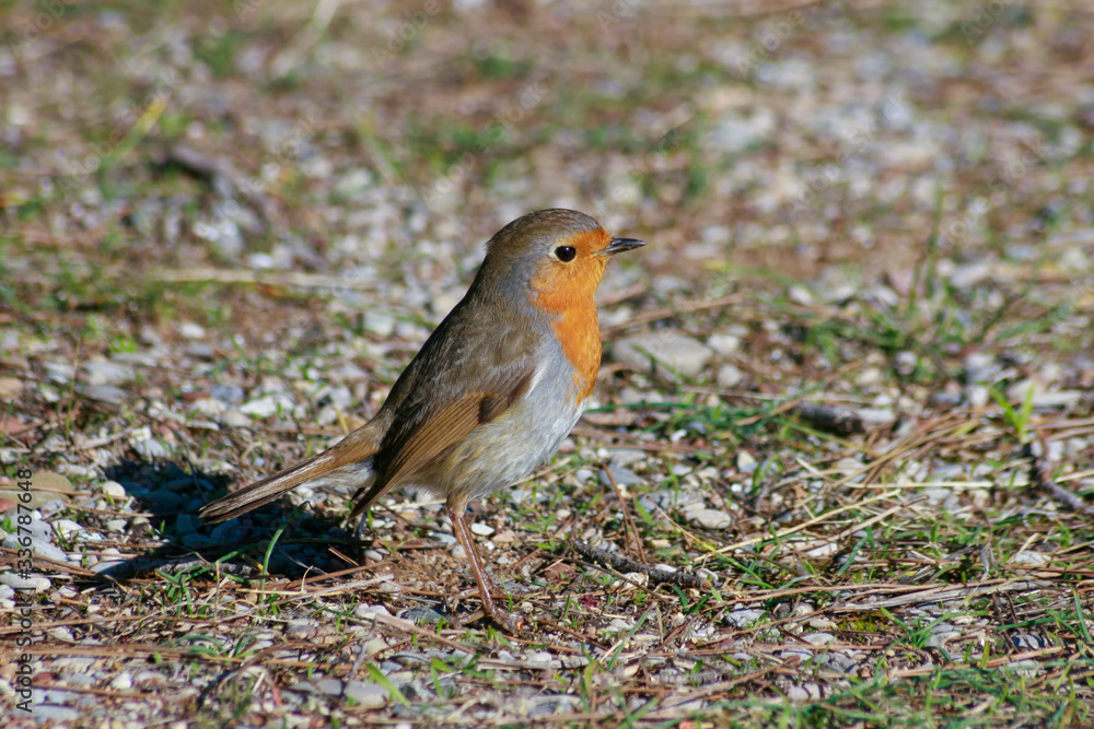 Robin is a species of bird classified in the flycatcher family. Robin is a species of bird classified in the flycatcher family.