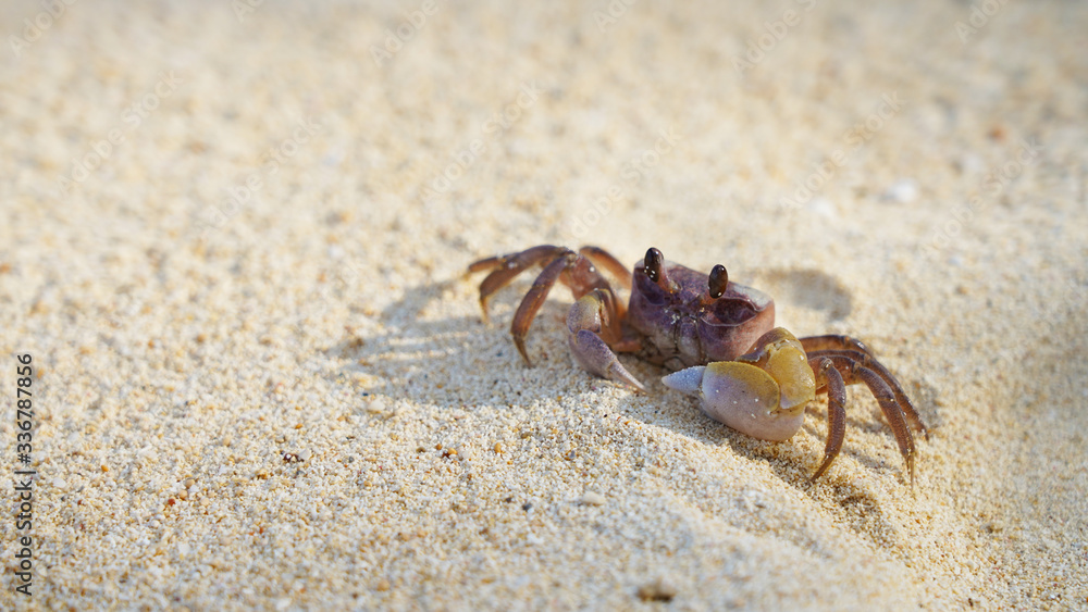 bright crab on clean white sand. sea ​​crab moves along the beach by the ocean. coast wild life on tropic island